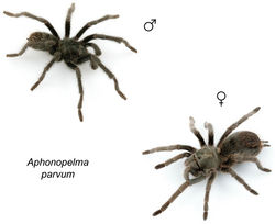 Figure 112. Aphonopelma parvum sp. n. live photographs. Male (L) - APH_3181; Female (R) - APH_3185.