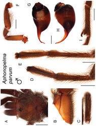 Figure 113. Aphonopelma parvum sp. n. A–I male holotype, APH_1264 A dorsal view of carapace, scale bar = 3mm B prolateral view of coxa I C dorsal view of femur III D ventral view of metatarsus III, scale bar = 2mm E ventral view of metatarsus IV, scale bar = 2.5mm F prolateral view of L pedipalp and palpal tibia, scale bar = 2mm G dorsal view of palpal bulb H retrolateral view of palpal bulb, scale bar = 0.5mm I prolateral view of tibia I (mating clasper), scale bar = 3mm.