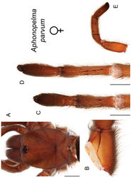 Figure 114. Aphonopelma parvum sp. n. A–E female paratype, APH_1622 A dorsal view of carapace, scale bar = 2.5mm B prolateral view of coxa I C ventral view of metatarsus III, scale bar = 1.5mm D ventral view of metatarsus IV, scale bar = 2mm E prolateral view of L pedipalp and palpal tibia.