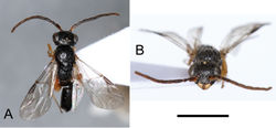 Figure 1.  Anteon holzschuhi  Olmi, Xu, Guglielmino & Speranza, sp. n., holotype: A habitus in dorsal view B head in frontal view. Scale bar: 2.77 mm (A), 2.20 mm (B).