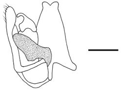 Figure 2.  Anteon holzschuhi  Olmi, Xu, Guglielmino & Speranza, sp. n., holotype: male genitalia (right half removed). Scale bar = 0.26 mm.