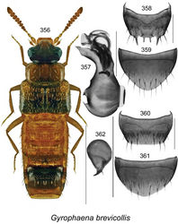 Figures 356–362. Gyrophaena (Gyrophaena) brevicollis Seevers: 356 habitus in dorsal view 357 median lobe of aedeagus in lateral view 358 male tergite VIII 359 male sternite VIII 360 female tergite VIII 361 female sternite VIII 362 spermatheca. Scale bar of habitus = 1 mm; remaining scale bars = 0.2 mm.