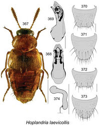 Figures 367–374. Hoplandria (Lophomucter) laevicollis (Notman): 367 habitus in dorsal view 368 median lobe of aedeagus in dorsal view 369 median lobe of aedeagus in lateral view 370 male tergite VIII 371 male sternite VIII 372 female tergite VIII 373 female sternite VIII 374 spermatheca. Scale bar of habitus = 1 mm; remaining scale bars = 0.2 mm.