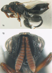 Figures 71–72. Dirhinus anthracia Walker, ♀, Núi Chúa N. P. 71 habitus lateral 72 head anterior.