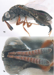 Figures 75–76. Dirhinus auratus Ashmead, ♀, Núi Chúa N. P. 75 habitus lateral 76 head anterior.