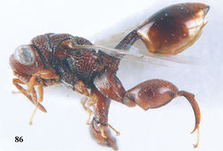 Figure 86. Epitranus albipennis Walker, ♀, Vietnam, Núi Chúa N. P., habitus lateral.