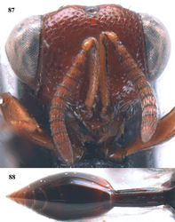 Figures 87–88. Epitranus albipennis Walker, ♀, Vietnam, Núi Chúa N. P. 87 head anterior 88 metasoma dorsal.