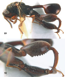 Figures 89–90. Epitranus ater Bouček, ♀, Vietnam, Chu Yang Sin N. P. 89 habitus lateral 90 hind leg lateral.