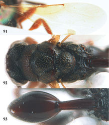 Figures 91–93. Epitranus ater Bouček, ♀, Vietnam, Chu Yang Sin N. P. 91 fore wing 92 mesosoma dorsal 93 metasoma dorsal.