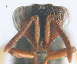 Figure 94. Epitranus ater Bouček, ♀, Vietnam, Chu Yang Sin N. P., head anterior.