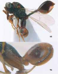 Figures 95–96. Epitranus crassicornis Bouček, ♀, Vietnam, Cát Tiên N. P. 95 habitus lateral 96 hind leg lateral.