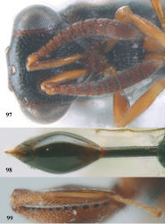 Figures 97–99. Epitranus crassicornis Bouček, ♀, Vietnam, Cát Tiên N. P. 97 head, anterior 98 metasoma dorsal 99 hind tibia dorsal.