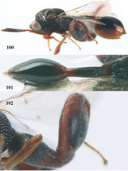 Figures 100–102. Epitranus erythrogaster Cameron, ♀, Vietnam, Cát Tiên N. P. 100 habitus lateral 101 metasom dorsal 102 hind leg lateral.