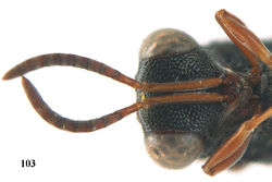 Figure 103. Epitranus erythrogaster Cameron, ♀, Vietnam, Cát Tiên N. P., head anterior.