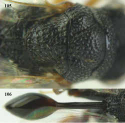 Figures 105–106. Epitranus gauldi Bouček, ♂, Vietnam, Phong Dien N. R. 105 mesonotum dorsal 106 metasoma dorsal.