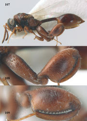 Figures 107–109. Epitranus narendrani sp. n., ♀, holotype. 107 habitus lateral 108 hind leg lateral 109 hind femur lateral.