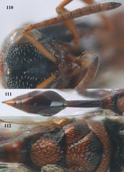 Figures 110–112. Epitranus narendrani sp. n., ♀, holotype. 110 antenna anterior 111 metasoma dorsal 112 mesosoma dorsal.