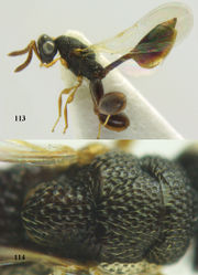 Figures 113–114. Epitranus neonigriceps sp. n., ♀, holotype. 113 habitus lateral 114 mesonotum dorsal.