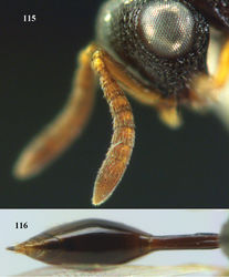 Figures 115–116. Epitranus neonigriceps sp. n., ♀, holotype. 115 antenna lateral 116 metasoma dorsal.