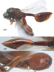 Figures 117–119. Epitranus nigriceps Bouček, ♀¸ Cát Tiên N. P. 117 habitus lateral 118 metasoma dorsal 119 hind leg lateral.