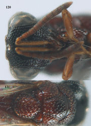 Figures 120–121. Epitranus nigriceps Bouček, ♀¸ Cát Tiên N. P. 120 head anterior 121 mesosoma dorsal.