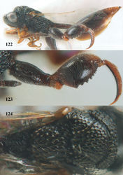 Figures 122–124. Epitranus oxytelus Bouček, ♀¸ Chu Yang Sin N. P. 122 habitus lateral 123 hind leg lateral 124 mesosoma dorsal.