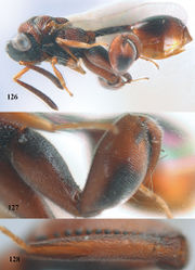 Figures 126–128. Epitranus ramnathi Mani & Dubey, ♀¸ Thuong Cuu. 126 habitus lateral 127 hind leg lateral 128 hind tibia dorsal.