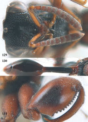 Figures 129–131. Epitranus ramnathi Mani & Dubey, ♀¸ Thuong Cuu. 129 head anterior 130 metasoma dorsal 131 hind femur lateral.