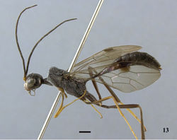 Figure 13. Pristaulacus calidus sp. n., holotype, male, habitus, lateral. Scale bar: 1 mm.