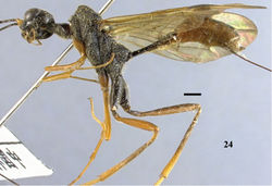 Figure 24. Pristaulacus centralis sp. n., holotype, female, habitus, lateral. Scale bar: 1 mm.