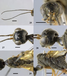 Figures 25–30. Pristaulacus centralis sp. n., holotype, female. 25 Antennae 26 head anterior 27 head dorsal 28 head lateral 29 mesosoma dorsal 30 mesosoma lateral. Scale bar: 1 mm.