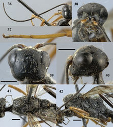 Figures 36–42. Pristaulacus comptipennis Enderlein, 1912, female. 36 Antenna 37 hind tarsus 38 head anterior 39 head dorsal 40 head lateral 41 mesosoma dorsal 42 mesosoma lateral. Scale bar: 1 mm.