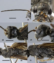 Figures 46–51. Pristaulacus excisus Turner, 1922, male. 46 Antenna 47 head anterior 48 head dorsal 49 head lateral 50 mesosoma dorsal 51 mesosoma lateral. Scale bar: 1 mm.