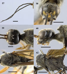 Figures 57–62. Pristaulacus fopingi sp. n., holotype, male. 57 Antennae 58 head anterior 59 head dorsal 60 head lateral 61 mesosoma dorsal 62 mesosoma lateral. Scale bar: 1 mm.