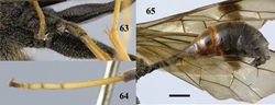 Figures 63–65. Pristaulacus fopingi sp. n., holotype, male. 63 Hind coxae 64 hind tarsus 65 metasoma lateral. Scale bar: 1 mm.