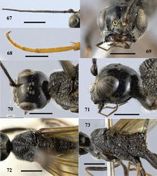 Figures 67–73. Pristaulacus intermedius Uchida, 1932, female. 67 Antenna 68 hind tarsus 69 head anterior 70 head dorsal 71 head lateral 72 mesosoma dorsal 73 mesosoma lateral. Scale bar: 1 mm.