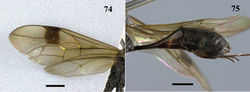 Figures 74–75. Pristaulacus intermedius Uchida, 1932, female. 74 Forewing and hind wing 75 metasoma lateral. Scale bar: 1 mm.