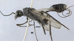 Figure 88. Pristaulacus obscurus sp. n., holotype, female, habitus, lateral. Scale bar: 1 mm.