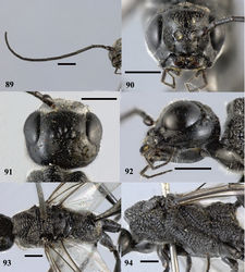 Figures 89–94. Pristaulacus obscurus sp. n., holotype, female. 89 Antenna 90 head anterior 91 head dorsal 92 head lateral 93 mesosoma dorsal 94 mesosoma lateral. Scale bar: 1 mm.