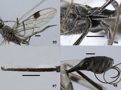 Figures 95–98. Pristaulacus obscurus sp. n., holotype, female. 95 Forewing 96 hind coxae 97 hind tarsus 98 metasoma lateral. Scale bar: 1 mm.