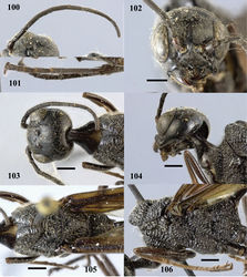 Figures 100–106. Pristaulacus pseudoiosephi sp. n., paratype, female. 100 Antenna 101 hind tarsi 102 head anterior 103 head dorsal 104 head lateral 105 mesosoma dorsal 106 mesosoma lateral. Scale bar: 1 mm.