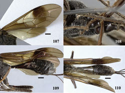 Figures 107–110. Pristaulacus pseudoiosephi sp. n., paratype, female. 107 Forewing and hind wing 108 hind coxae 109 metasoma lateral 110 metasoma dorsal. Scale bar: 1 mm.