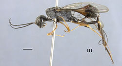 Figure 111. Pristaulacus rufobalteatus Cameron, 1907, female, habitus, lateral. Scale bar: 1 mm.