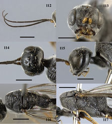 Figures 112–117. Pristaulacus rufobalteatus Cameron, 1907, female. 112 Antennae 113 head anterior 114 head dorsal 115 head lateral 116 mesosoma dorsal 117 mesosoma lateral. Scale bar: 1 mm.