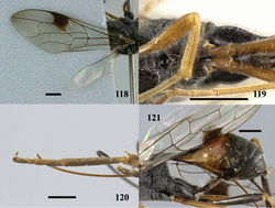 Figures 118–121. Pristaulacus rufobalteatus Cameron, 1907, female. 118 Forewing and hind wing 119 hind coxae 120 hind tarsus 121 metasoma lateral. Scale bar: 1 mm.