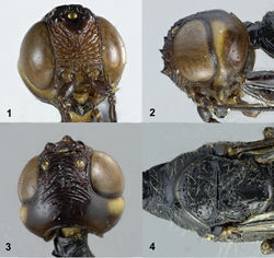 Figures 1–4. Pseudomegischus yunnanensis sp. n., holotype, female. 1 Head frontal 2 head lateral 3 head dorsal 4 pronotum and mesonotum dorsal.