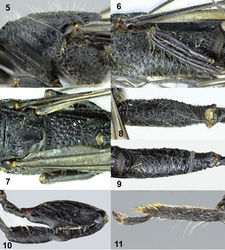 Figures 5–11. Pseudomegischus yunnanensis sp. n., holotype, female. 5 Propleuron and mesopleuron lateral 6 mesopleuron, metapleuron and propodeum lateral 7 scutellum and propodeum dorsal 8 hind coxa dorsal 9 hind coxa lateral 10 hind femur and tibia lateral 11 hind tarsus lateral.