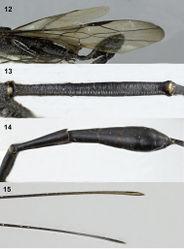 Figures 12–15. Pseudomegischus yunnanensis sp. n., holotype, female. 12 Wings 13 first tergite dorsal 14 metasoma dorsal 15 apex of ovipositor sheaths.