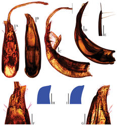 Figure 6. Aedeagi of Ptomaphagus (s. str.) yasutoshii Nishikawa, 1993. A, C, F, H holotype B, D, E, G, I holotype of Ptomaphagus (s. str.) smetanai Perreau, 1996, syn. n. A, B aedeagi (dorsal view) C, D aedeagi (lateral view) E paramere apex (lateral view) F, G aedeagal apices (ventral view) H, I right apicoventral piece of median lobe (ventral view). Scale bars 0.1 mm.