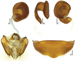 Figure 7. Ptomaphagus (s. str.) yasutoshii Nishikawa, 1993 (♀ Yushan). A spermatheca and genital segment (ventral view) B spermatheca (lateral view) C spermatheca (dorsal view) D ventrite VIII ♀ (ventral view). Scale bars 0.1 mm.